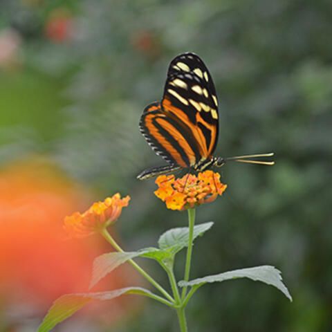 Orangener Schmetterling, der auf einer Blume sitzt.