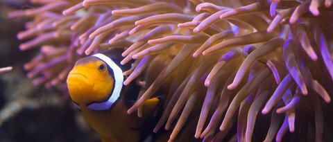 Clownfish aus dem Sea Life Konstanz. 