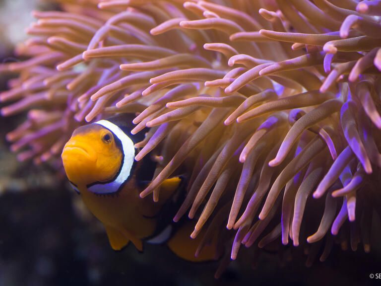 Clownfish aus dem Sea Life Konstanz. 