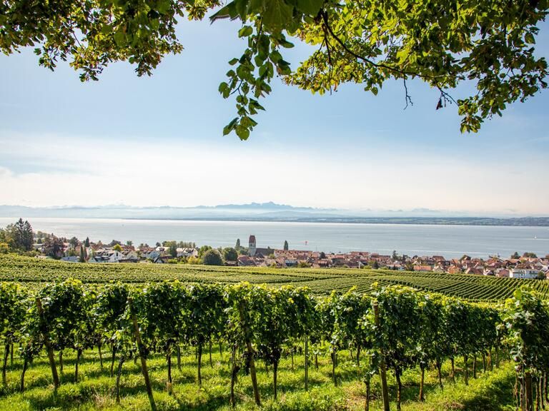 Die wunderschöne Sicht über die Weinreben von Hagnau am Bodensee.