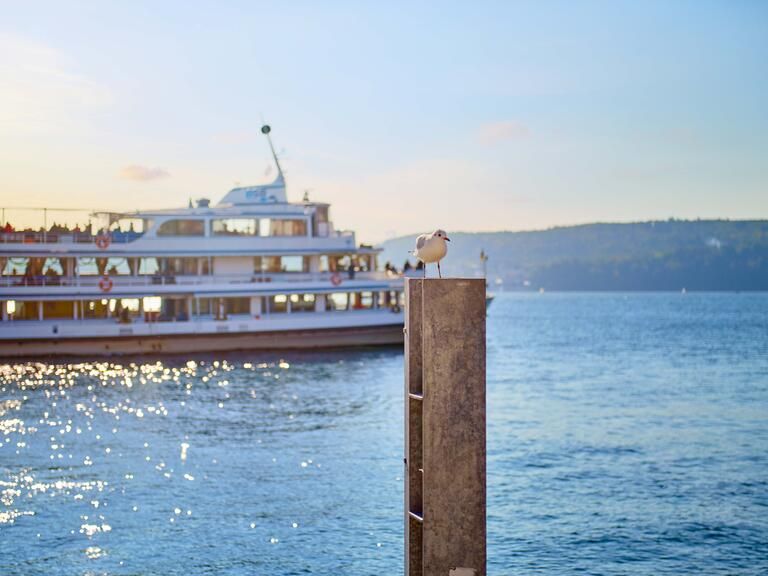 Möve auf einem Poller im Hafen, im Hintergrund ein Schiff am Bodensee