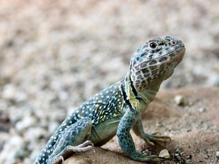 Blick auf ein Reptil im Reptilienhaus Unteruhldingen