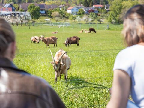 Tiere auf dem Fuchshof Konstanz