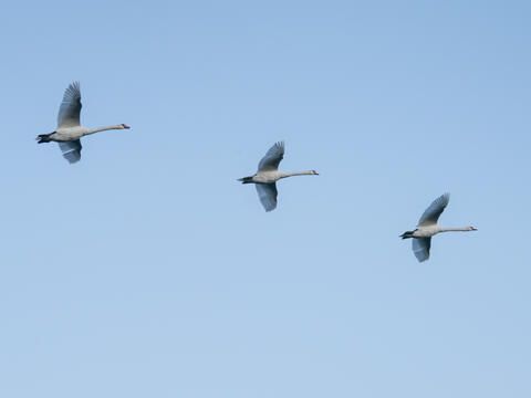 Vögel und Schwäne am Himmel über dem Bodensee
