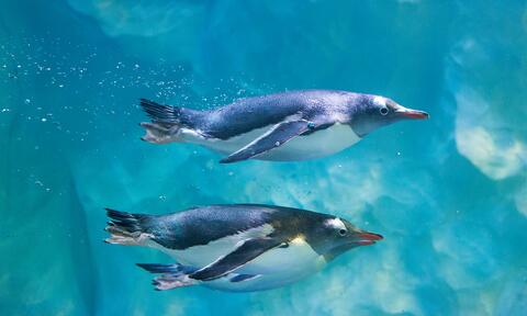 Pinguine schwimmen im SEA LIFE Konstanz