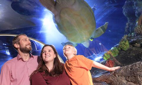 Familie im Wassertunnel im SEA LIFE Konstanz