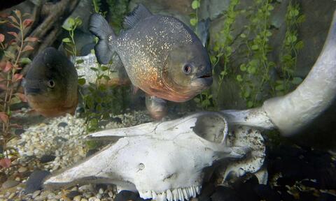 Piranha schwimmt über Schädel im SEA LIFE in Konstanz