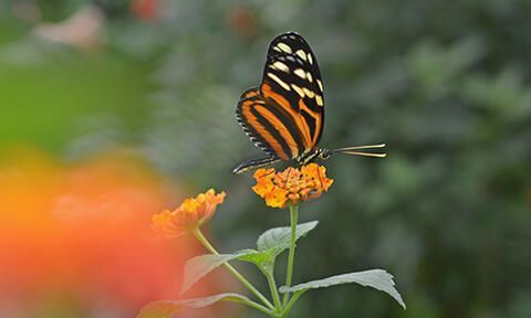 Orangener Schmetterling, der auf einer Blume sitzt.