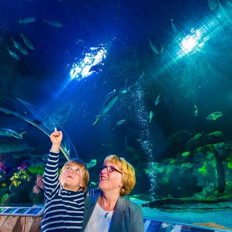 Großmutter mit Enkel im Wassertunnel im SEA LIFE Konstanz